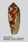 Conus aulicus (2)